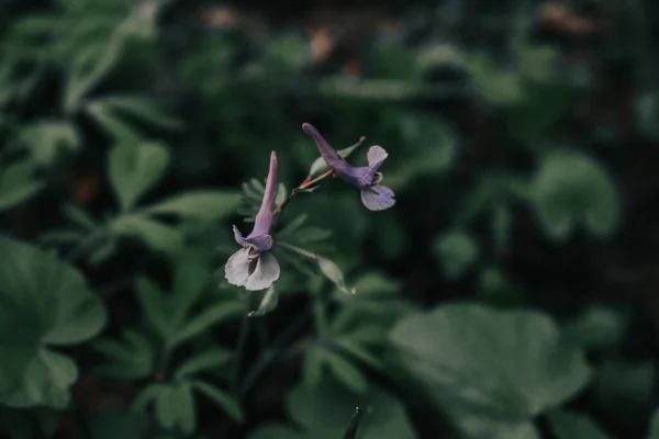 Zbliżenie Kwitnących Kwiatów Corydalis Rozmytym Tle — Zdjęcie stockowe