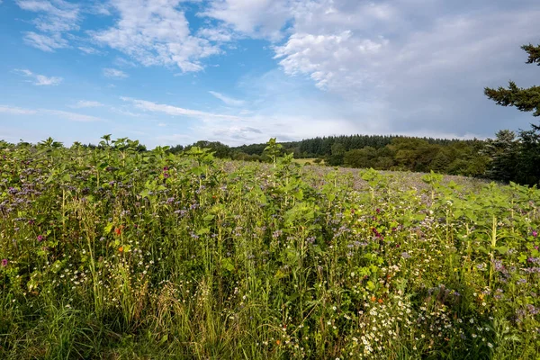Zbliżenie Ujęcie Zielonej Łąki Wysoką Trawą Kwiatami Błękitnym Tle Nieba — Zdjęcie stockowe