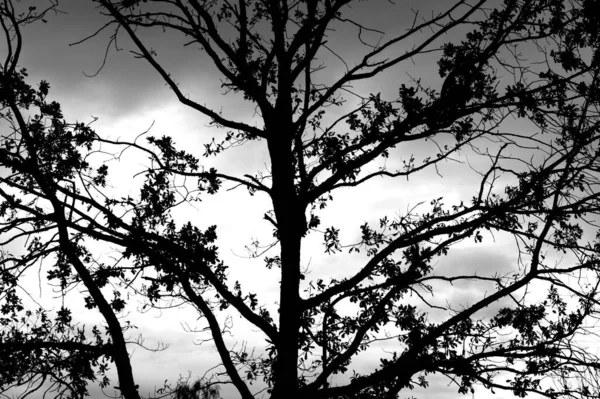 Beautiful Greyscale View Leaves Branches Tree Forest — Stock Photo, Image