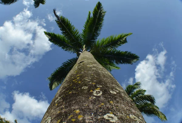 Низкоугольный Снимок Высокой Пальмы Фоне Облачного Неба — стоковое фото
