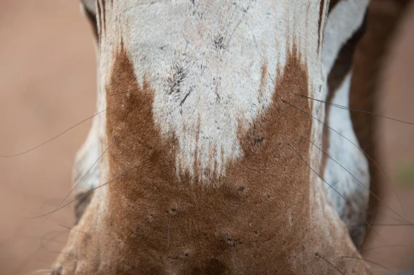 动物园里一只斑马鼻孔的特写镜头 — 图库照片