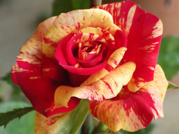 Closeup Shot Stunning Vibrant Rose Mix Red Yellow Patches Sunny — Stock Photo, Image