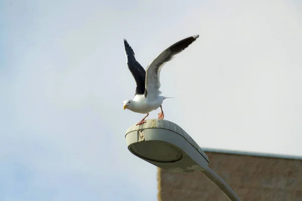 Foco Selectivo Una Gaviota Despegando Semáforo —  Fotos de Stock