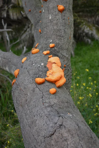 Närbild Pycnoporus Cinnabar Röd Svamp Som Växer Ett Träd — Stockfoto