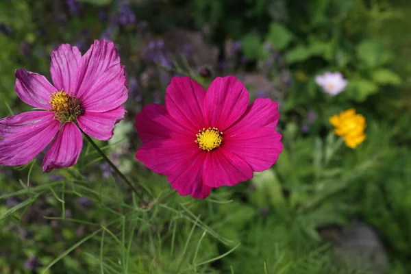 Ein Selektiver Fokus Voll Blühender Kosmos Blumen Auf Einer Garde — Stockfoto