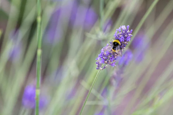 Gros Plan Une Abeille Recueillant Nectar Une Lavande Anglaise Violette — Photo