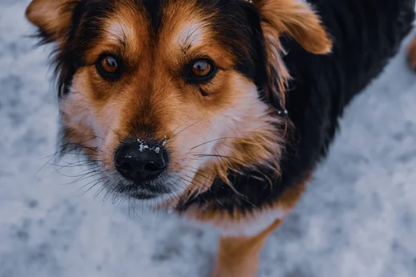 Het Gezicht Van Een Schattige Bastaard Hond Die Buiten Loopt — Stockfoto