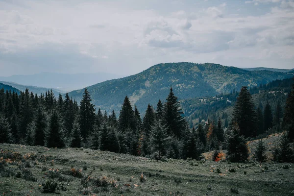 Eine Kiefernlandschaft Mit Einem Berg Hintergrund — Stockfoto