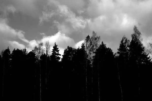 Een Grijs Zicht Bomen Die Het Veld Groeien — Stockfoto