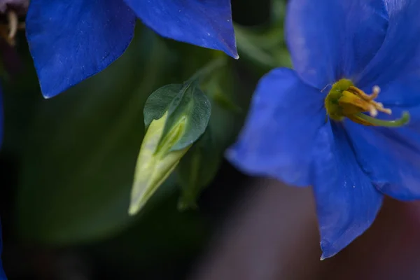 Primer Plano Vibrantes Flores Azules Sobre Fondo Borroso Hermoso Jardín —  Fotos de Stock