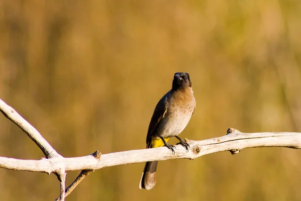 Shallow Focus Shot Beautiful Old World Flycatcher Bird Sitting Branch — Stock Photo, Image