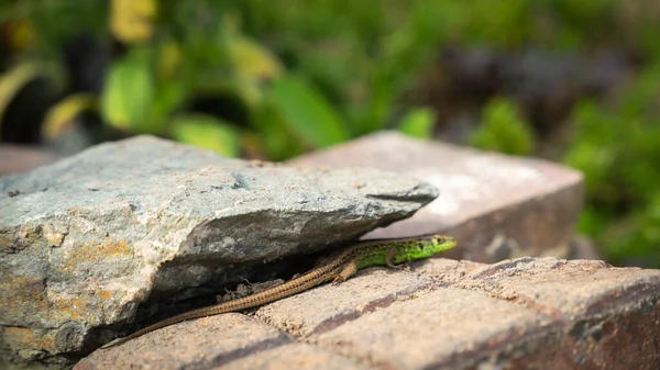 Een Selectief Van Staart Van Een Zandhagedis Lacerta Agilis Tussen — Stockfoto