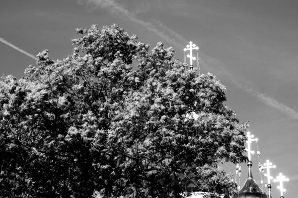 Eine Graustufenaufnahme Orthodoxer Kreuze Hinter Einem Szenischen Üppigen Baum — Stockfoto