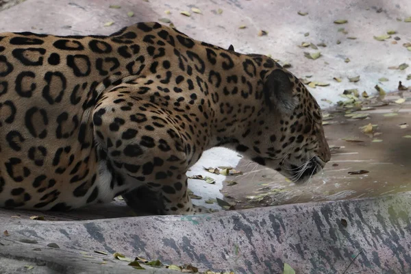 Close African Leopard Laying Rocky Floor Forest — Stock Photo, Image