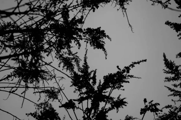 Ormandaki Bir Ağacın Dallarındaki Yaprakların Gri Tonlu Görüntüsü — Stok fotoğraf