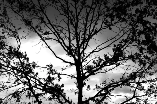 Una Hermosa Vista Escala Grises Las Hojas Las Ramas Árbol —  Fotos de Stock