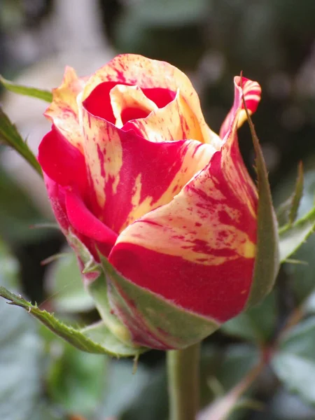 在一个阳光普照的花园里 一只美丽的红玫瑰在朦胧的背景上留下了斑斑的白色 这是一张垂直的特写照片 — 图库照片