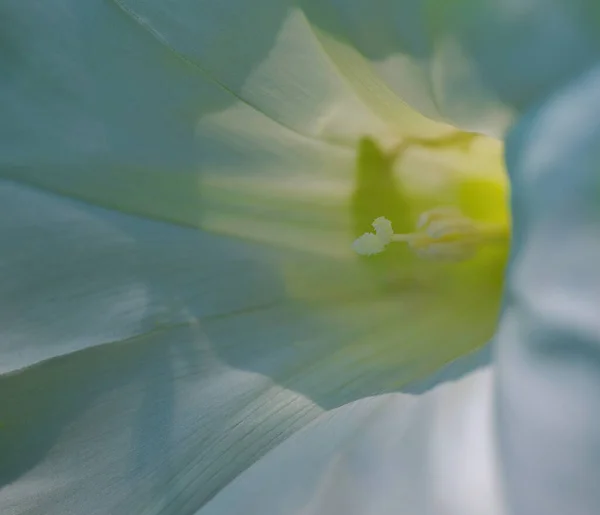 Beyaz Bir Konvolvulus Çiçeğinin Makro Görüntüsü Arkaplan Hediye Kartları Için — Stok fotoğraf