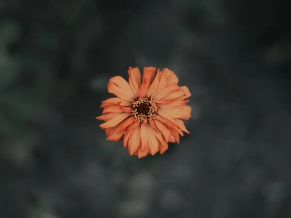 Een Close Van Een Eenzame Oranje Bloem Die Fel Gloeit — Stockfoto