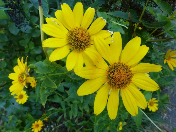 Uma Flor Amarela Crescendo Jerichower Land — Fotografia de Stock