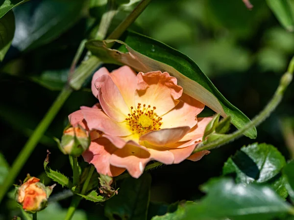 Detailní Záběr Krásně Otevřené Růže Pupeny Zeleném Pozadí — Stock fotografie