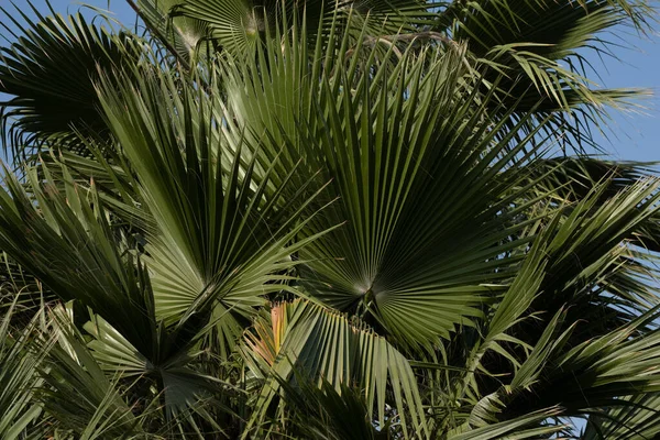 Närbild Gröna Palmblad — Stockfoto