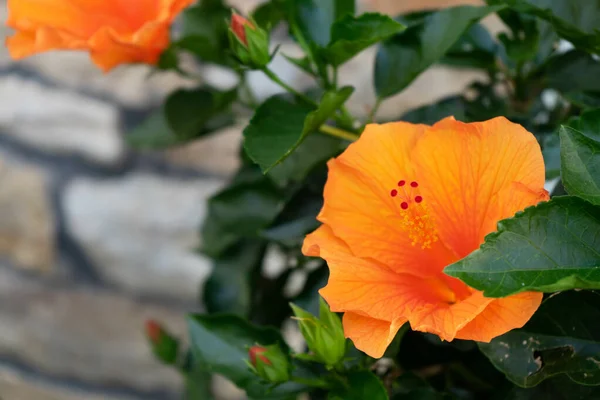 Gros Plan Une Fleur Hibiscus Orange Aux Feuilles Vertes Sur — Photo
