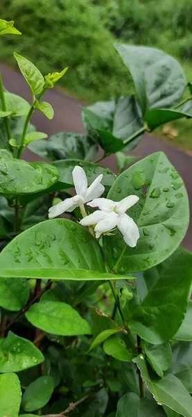 Due Fiori Bianchi Con Foglie Sullo Sfondo — Foto Stock