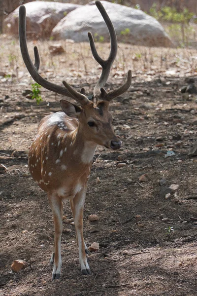 Vertical Shot Chital Deer Long Horns Standing Fry Dirt Ground Royalty Free Stock Images