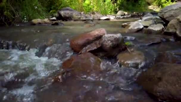 Vacker Utsikt Över Floden Skogen — Stockvideo