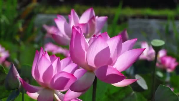 Hermosa Flor Loto Jardín — Vídeos de Stock