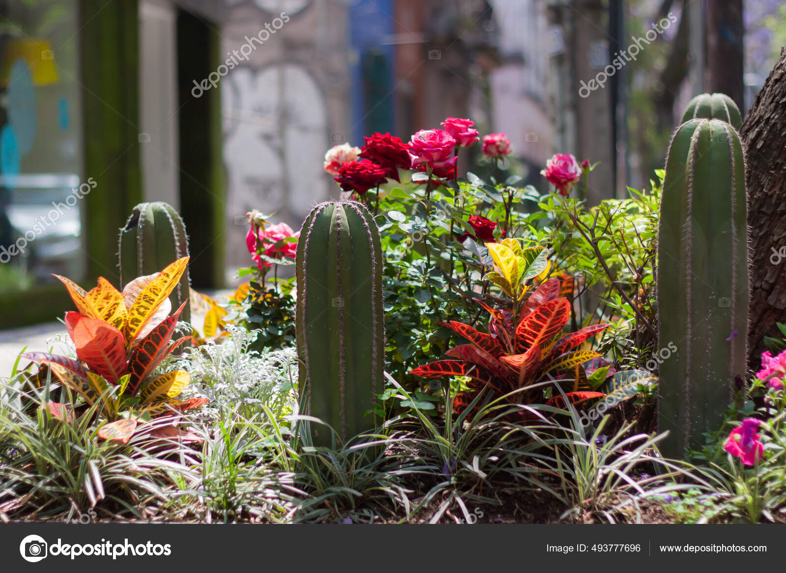 Las Flores Los Cactos Jardín Exterior: fotografía de stock © Wirestock  #493777696 | Depositphotos