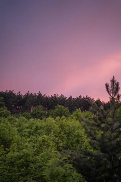 Eine Vertikale Aufnahme Der Bäume Wald Bei Sonnenuntergang — Stockfoto