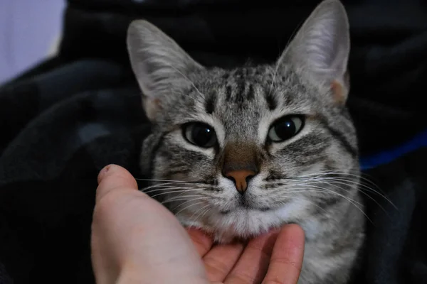 Eine Männliche Hand Streichelt Eine Süße Entzückende Katze Hause — Stockfoto