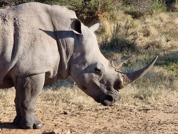 Closeup Big Gray Rhino Standing Deserted Area Namibia Sun Shining — Stock Photo, Image
