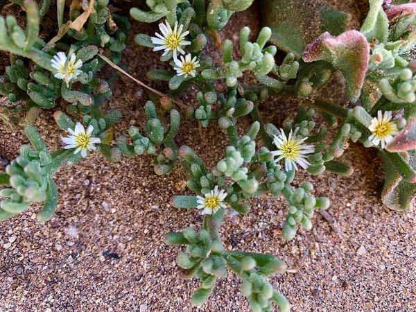 Colpo Angolo Alto Fiori Mesembryanthemum Nodiflorum Giardino — Foto Stock