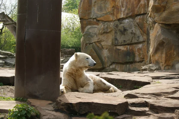 一只白北极熊坐在笼子里向旁边看的特写镜头 — 图库照片