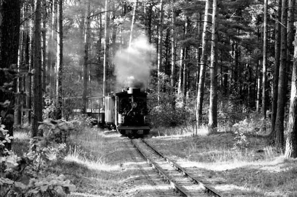 Disparo Escala Grises Tren Vapor Que Pasa Por Bosque —  Fotos de Stock