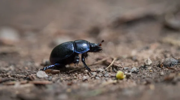 Primer Plano Gran Escarabajo Negro Suelo — Foto de Stock