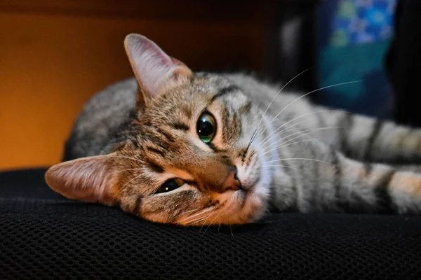 自宅のアームチェアに寝そべってる可愛い猫 — ストック写真