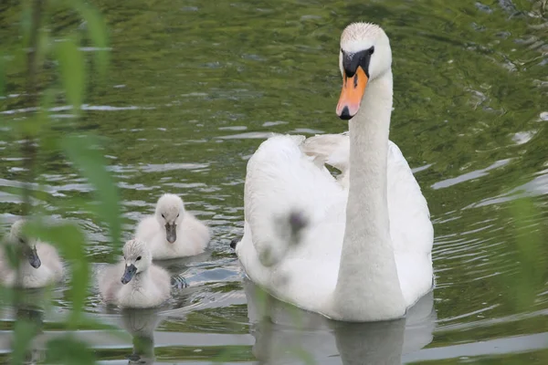 Primer Plano Cisne Mudo Con Cygnets Estanque Luz Del Día — Foto de Stock