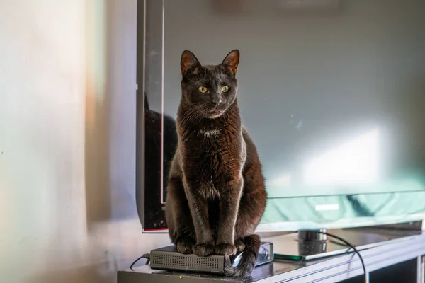 Tiro Foco Seletivo Gato Sentado Transmissor Dentro Casa — Fotografia de Stock