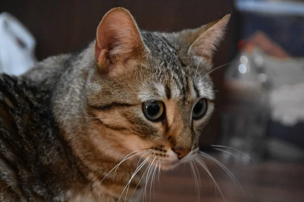 Gato Adorável Bonito Casa — Fotografia de Stock