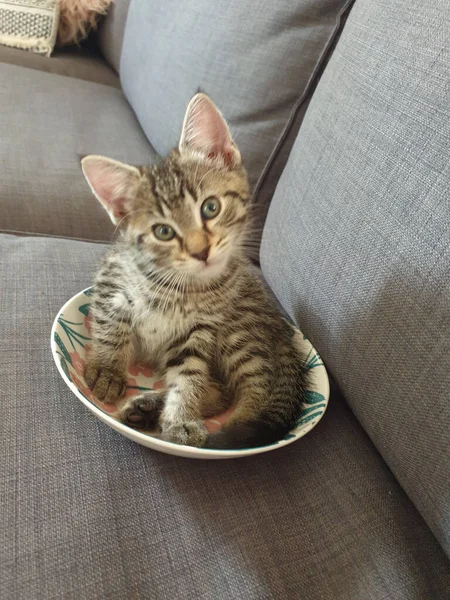 Tiro Vertical Gatinho Engraçado Adorável Uma Tigela Sofá Casa — Fotografia de Stock