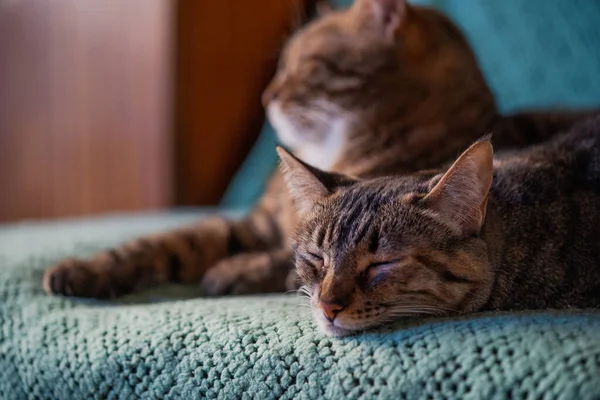 Избранный Снимок Двух Котов Спящих Диване Помещении — стоковое фото