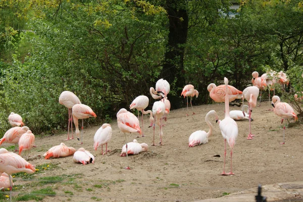 Primer Plano Una Jaula Del Zoológico Con Flamencos Rosados Sentados — Foto de Stock