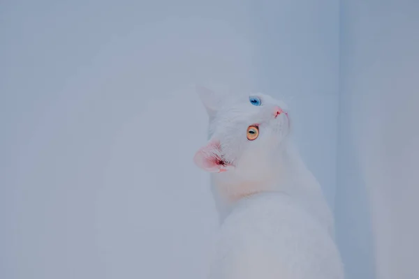 Cute White Turkish Angora Different Eye Colors Home — Stock Photo, Image