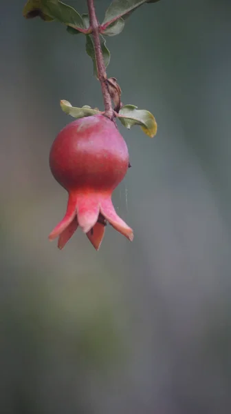 Gros Plan Une Petite Grenade Poussant Sur Une Branche Arbre — Photo