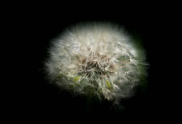 White Dandelion Black Background — Stock Photo, Image