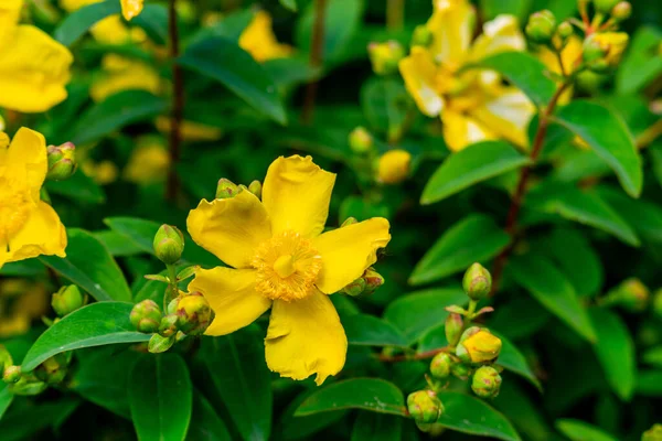 黄色の花のクローズアップ 聖ヨハネのヨモギの花屋外 — ストック写真